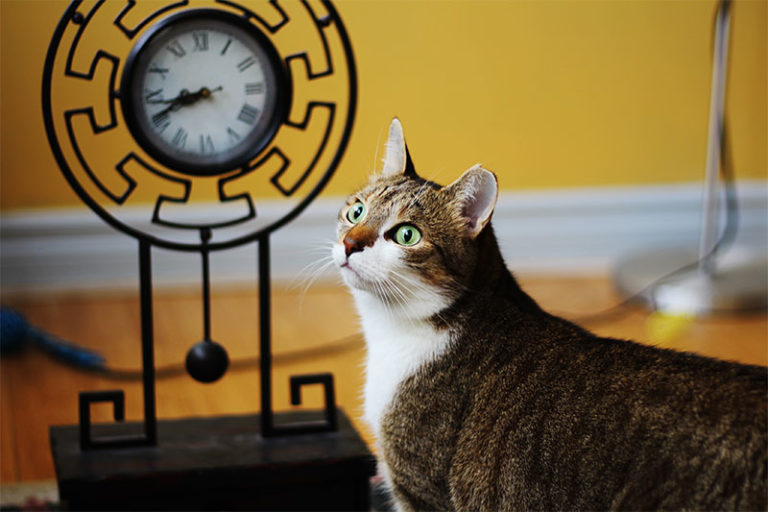 Clock Puns That May Alarm You, or Get You All Wound Up