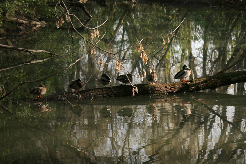 Duck Puns so Funny They’ll Quack You up With Laughter